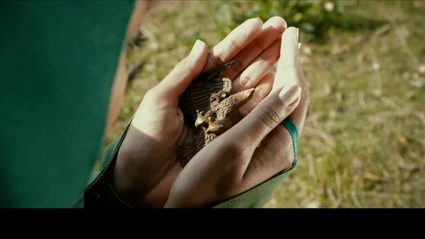 video art holland: Mysterious Forest's Sinful Secrets